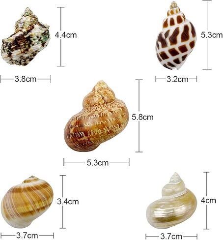 5 Pcs Natural Hermit Crab Shells Large, Sea Turbo Shells, Hermit Crab Houses, Ornaments Decoration for Fish Tank Aquarium (2 inch to 2.5 inch) in Kuwait