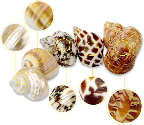 5 Pcs Natural Hermit Crab Shells Large, Sea Turbo Shells, Hermit Crab Houses, Ornaments Decoration for Fish Tank Aquarium (2 inch to 2.5 inch) in Kuwait