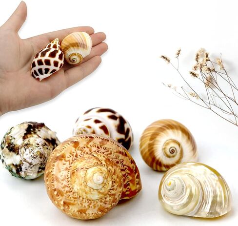 5 Pcs Natural Hermit Crab Shells Large, Sea Turbo Shells, Hermit Crab Houses, Ornaments Decoration for Fish Tank Aquarium (2 inch to 2.5 inch) in Kuwait