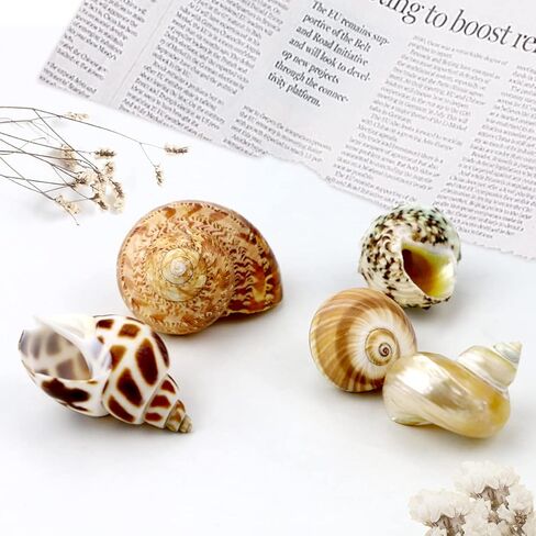 5 Pcs Natural Hermit Crab Shells Large, Sea Turbo Shells, Hermit Crab Houses, Ornaments Decoration for Fish Tank Aquarium (2 inch to 2.5 inch) in Kuwait