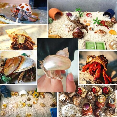 5 Pcs Natural Hermit Crab Shells Large, Sea Turbo Shells, Hermit Crab Houses, Ornaments Decoration for Fish Tank Aquarium (2 inch to 2.5 inch) in Kuwait
