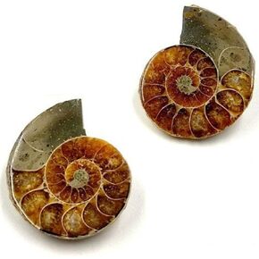 حفريات أمونيت أصلية مع صندوق تجميع ومكبر، قطعتان، قطر 2-3 سم in Kuwait