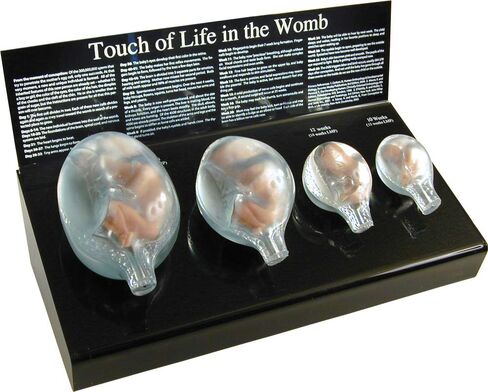 Fetal Model, Touch of Life, in The Womb, White in Saudi Arabia