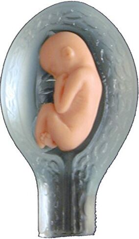 Fetal Model, Touch of Life, in The Womb, White in Saudi Arabia