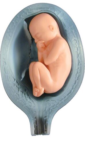 Fetal Model, Touch of Life, in The Womb, White in Saudi Arabia
