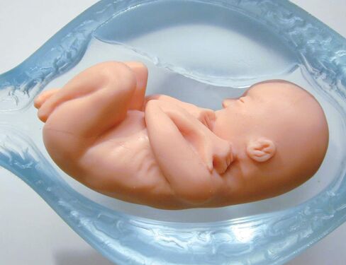 Fetal Model, Touch of Life, in The Womb, White in Saudi Arabia