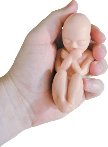Fetal Model, Touch of Life, in The Womb, White in Saudi Arabia