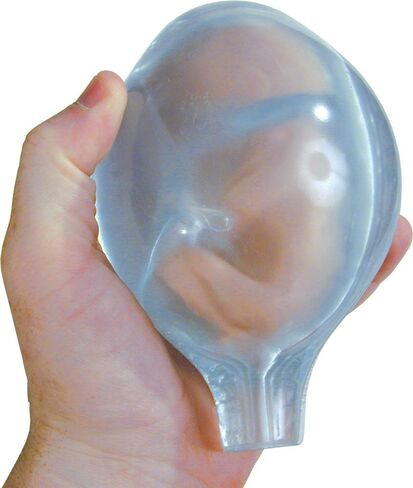 Fetal Model, Touch of Life, in The Womb, White in Saudi Arabia