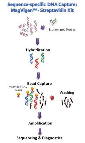MagVigen Straptavidin DNA Capture Kit, 1mL in Saudi Arabia