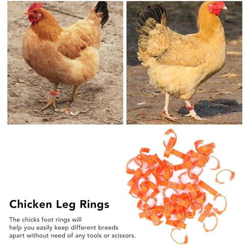 Foot Tag Clips Bird Ring Leg Bands, Plastic Numbered Pet Leg Rings Orange 50 pcs for Poultry and Birds 1-50 in Kuwait
