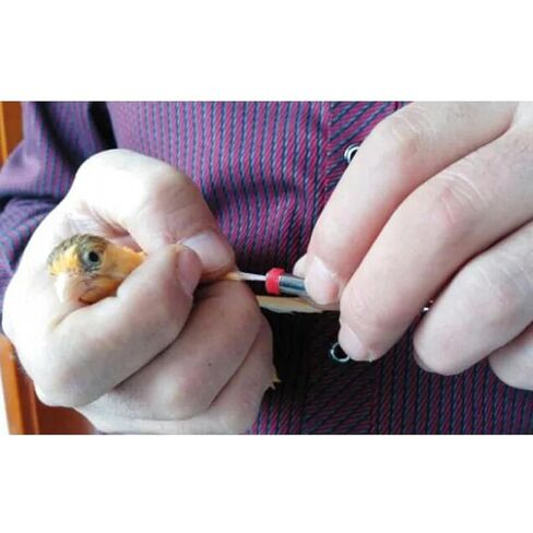 Foot Tag Clips Bird Ring Leg Bands, 100Pcs Bird Ring Leg Bands Multicolor 2-5mm for Parrot Finch Foot Rings(3mm) in Saudi Arabia