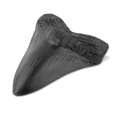 نسخة طبق الأصل من أسنان ميغالودون القرش 3.5 بوصة نسخة طبق الأصل من حفريات أسنان ميغالودون المزيفة لجمع التعليم المنزلي ورف الطاولة وصندوق التجميع والمكبر in Kuwait