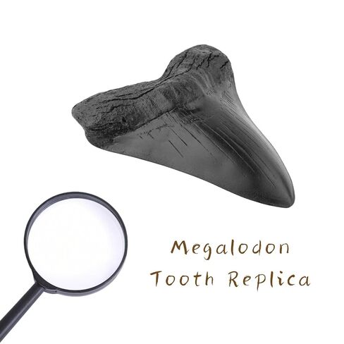 نسخة طبق الأصل من أسنان ميغالودون القرش 3.5 بوصة نسخة طبق الأصل من حفريات أسنان ميغالودون المزيفة لجمع التعليم المنزلي ورف الطاولة وصندوق التجميع والمكبر in Kuwait