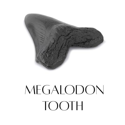 نسخة طبق الأصل من أسنان ميغالودون القرش 3.5 بوصة نسخة طبق الأصل من حفريات أسنان ميغالودون المزيفة لجمع التعليم المنزلي ورف الطاولة وصندوق التجميع والمكبر in Kuwait