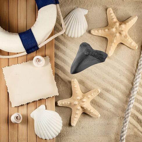 نسخة طبق الأصل من أسنان ميغالودون القرش 3.5 بوصة نسخة طبق الأصل من حفريات أسنان ميغالودون المزيفة لجمع التعليم المنزلي ورف الطاولة وصندوق التجميع والمكبر in Kuwait