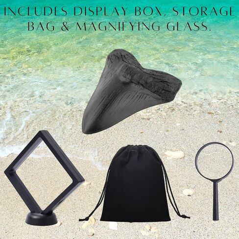 نسخة طبق الأصل من أسنان ميغالودون القرش 3.5 بوصة نسخة طبق الأصل من حفريات أسنان ميغالودون المزيفة لجمع التعليم المنزلي ورف الطاولة وصندوق التجميع والمكبر in Kuwait