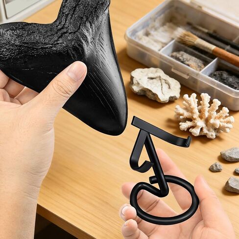 حامل عرض أسنان القرش من ميجالودون (مجموعتان)، حامل أسنان متوسط ​​وكبير، حامل معدني سلكي مقاوم للصدأ بسمك 5 مم، لا يتطلب تجميع، عرض أنيق لجامع الأحافير لأسنان ميجالودون in Kuwait