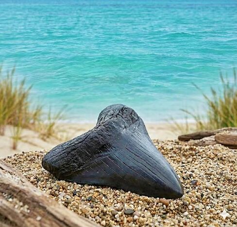 نسخة طبق الأصل لأسنان القرش العملاقة من ميجالودون + 25 أسنان سمكة قرش متحجرة حقيقية ودليل تحديد الهوية | مجموعة الحفريات الأثرية الأصلية لعلم الحفريات في عصور ما قبل التاريخ | عرض الأسنان ميج in Kuwait