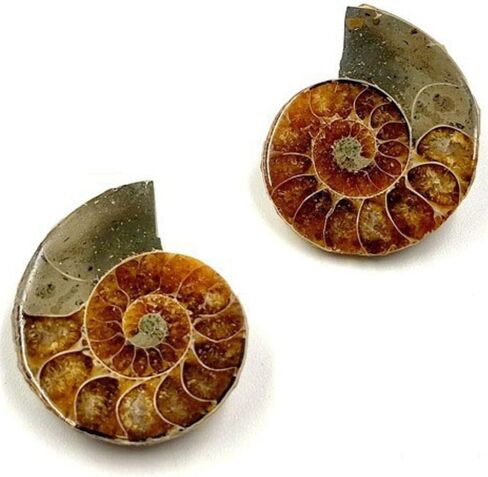 حفريات أمونيت أصلية مع صندوق تجميع ومكبر، قطعتان، قطر 2-3 سم in Kuwait