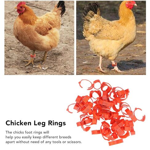 Foot Tag Clips Bird Ring Leg Bands, Chicken Leg Rings Pack of 50 Retractable Numbered 1-50 Plastic for Ducks Geese Poultry in Kuwait