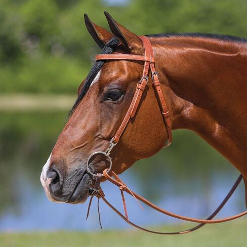 Schneiders Browband Training Bridle with Quick Change Snaps | Ideal for Everyday Riding | Supple Leather | Easy Bit Changes with Chrome Plated Snaps | Adjustable Fit for Most Horses | Size Full Horse in Saudi Arabia