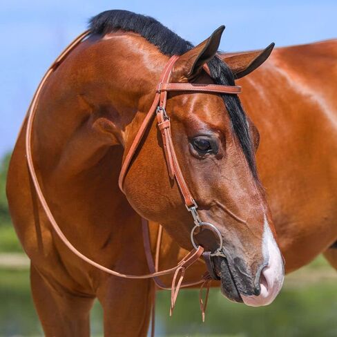Schneiders Browband Training Bridle with Quick Change Snaps | Ideal for Everyday Riding | Supple Leather | Easy Bit Changes with Chrome Plated Snaps | Adjustable Fit for Most Horses | Size Full Horse in Saudi Arabia