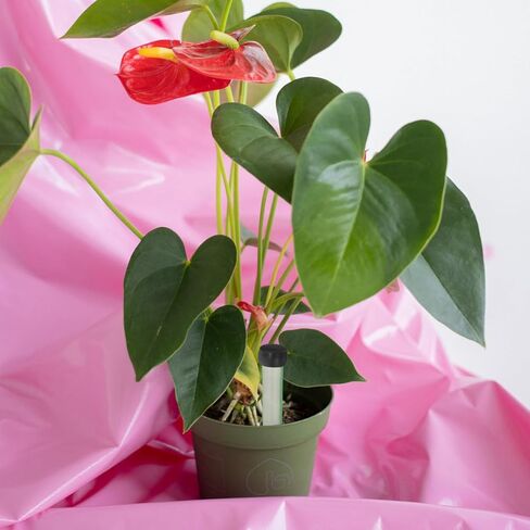 LALAFINA 50Pcs Floral Water Tubes with Caps 4.13In Transparent Nutrient Vials for Fresh Cut Flower Stems Hydroponic Flower Water Retention Containers in Saudi Arabia