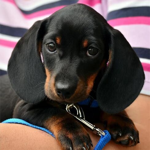 خطاف زنبركي، 4 قطع خطافات دوارة من الفولاذ المقاوم للصدأ 316، مشبك مشبك مشبك زنبركي (66 مم) in Kuwait