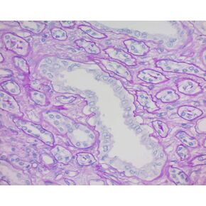 محلول شيف، 1 جالون in Kuwait