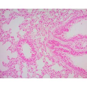 محلول أحمر سريع نووي، 1 جالون in Kuwait