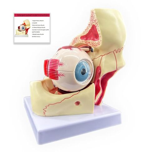 3X Enlarged Human Eye Orbital Anatomy Model with Stand, 10 Detachable Anatomical Parts Eyeball Orbit Model for Teaching and Ophthalmology Study in Kuwait