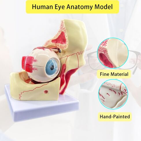 3X Enlarged Human Eye Orbital Anatomy Model with Stand, 10 Detachable Anatomical Parts Eyeball Orbit Model for Teaching and Ophthalmology Study in Kuwait