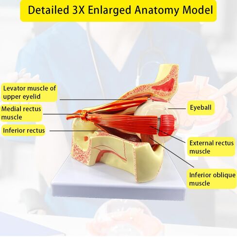 3X Enlarged Human Eye Orbital Anatomy Model with Stand, 10 Detachable Anatomical Parts Eyeball Orbit Model for Teaching and Ophthalmology Study in Kuwait