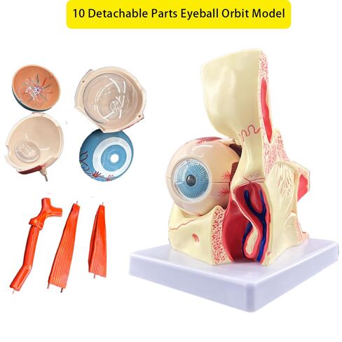 3X Enlarged Human Eye Orbital Anatomy Model with Stand, 10 Detachable Anatomical Parts Eyeball Orbit Model for Teaching and Ophthalmology Study in Kuwait