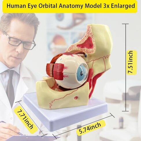3X Enlarged Human Eye Orbital Anatomy Model with Stand, 10 Detachable Anatomical Parts Eyeball Orbit Model for Teaching and Ophthalmology Study in Kuwait