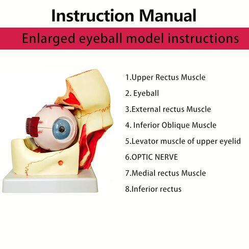 3X Enlarged Human Eye Orbital Anatomy Model with Stand, 10 Detachable Anatomical Parts Eyeball Orbit Model for Teaching and Ophthalmology Study in Kuwait