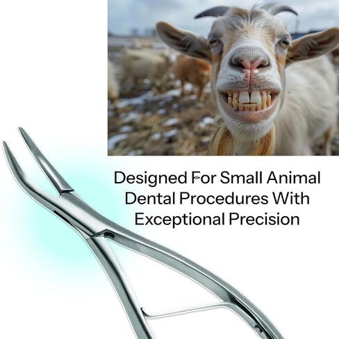 6.5-Inch Spring-Operated Root Forceps – Serrated Fine Jaws Beaks for Easy Extraction of Root Fragments in Small Animals, Veterinary Tool for Efficient Removal in Kuwait