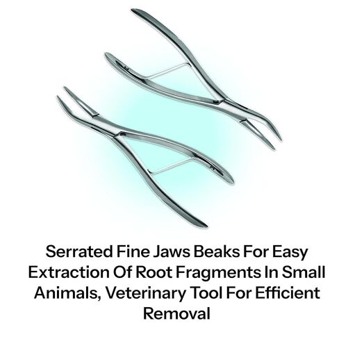 6.5-Inch Spring-Operated Root Forceps – Serrated Fine Jaws Beaks for Easy Extraction of Root Fragments in Small Animals, Veterinary Tool for Efficient Removal in Kuwait