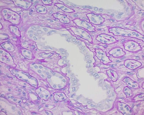 محلول شيف، 1 جالون in Kuwait