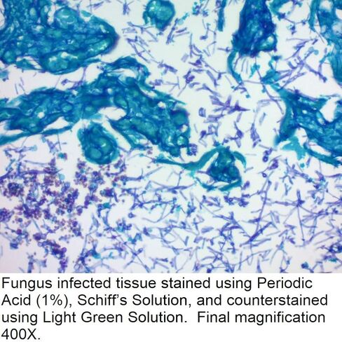 محلول شيف، 1 جالون in Kuwait