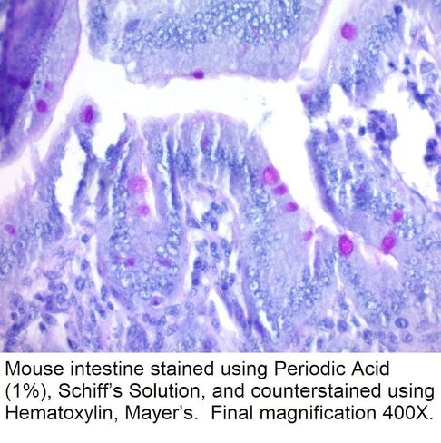 محلول شيف، 1 جالون in Kuwait