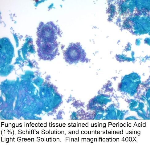 محلول شيف، 1 جالون in Kuwait