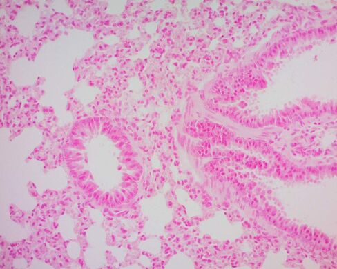 محلول أحمر سريع نووي، 1 جالون in Kuwait