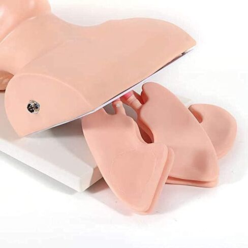 نموذج دراسة تدريب رأس التنبيب لمدرب إدارة مجرى الهواء، محاكاة تدريب إدارة مجرى الهواء 110-220 فولت in Kuwait