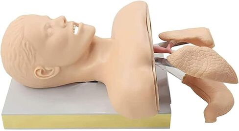 Airway Management Trainer, Training Manikin, Tracheal Intubation Strain Training Simulator Model, Intubation Manikin, Intubation Head Teaching Study Manikin in Saudi Arabia