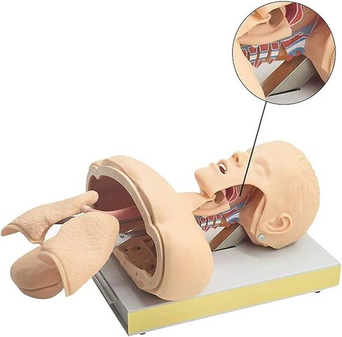 Airway Management Trainer, Training Manikin, Tracheal Intubation Strain Training Simulator Model, Intubation Manikin, Intubation Head Teaching Study Manikin in Saudi Arabia