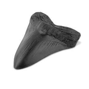 نسخة طبق الأصل من أسنان ميغالودون سمك القرش 3.5 بوصة نسخة طبق الأصل من حفريات أسنان ميغالودون المزيفة لعرض رف الطاولة المنزلي in Kuwait