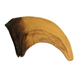 نسخة طبق الأصل من مخلب الديناصور فيلوسيرابتور لمتاحف الفصول الدراسية والعروض المنزلية in Kuwait