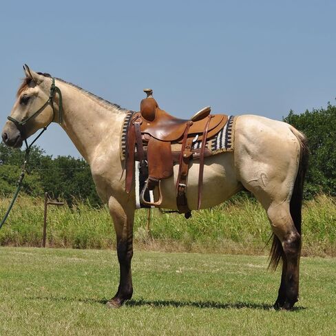 Western Cinch Horse Girth 30" - Soft 25mm Thick Fleece Padding & Non-Slip Nylon Webbing with Stainless Steel Buckles - Comfortable, Durable, and Easy to Install for Western Saddles in Saudi Arabia