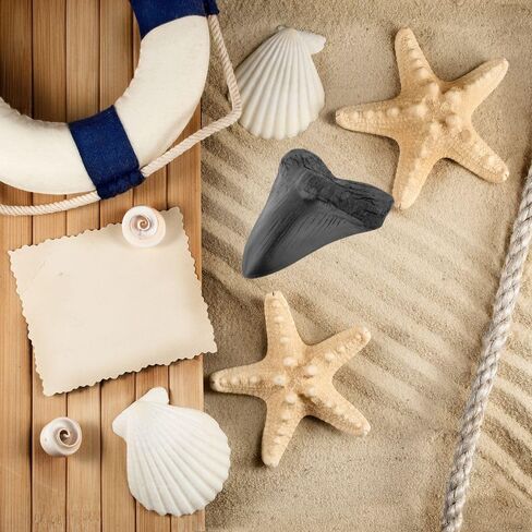 نسخة طبق الأصل من أسنان ميغالودون سمك القرش 3.5 بوصة نسخة طبق الأصل من حفريات أسنان ميغالودون المزيفة لعرض رف الطاولة المنزلي in Kuwait